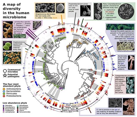 科学网—生物之寄生及其基本类型 - 王从彦的博文