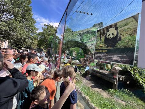 大熊猫“如意”和“丁丁”在莫斯科庆生 -环球新闻 - 东南网