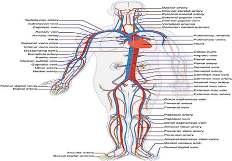 Foods to improve your circulation | TheHealthSite.com