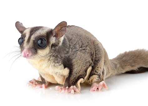 Tan Sugar Glider