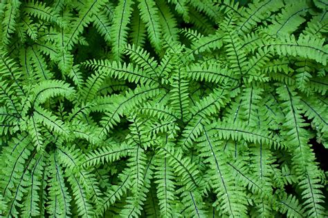 How to Grow and Care for Japanese Painted Ferns