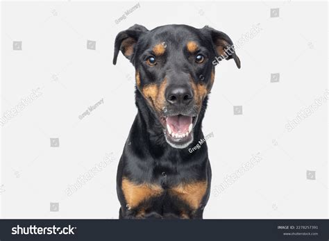 Rottweiler Cross With Doberman