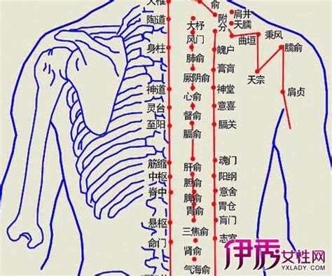 【人体背部学位图】【图】分析人体背部穴位图 告诉你背部拔罐穴位(2)_伊秀健康|yxlady.com