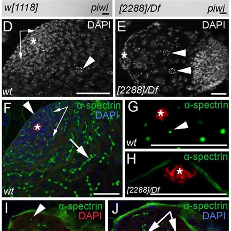 Image result for Germ Line Development