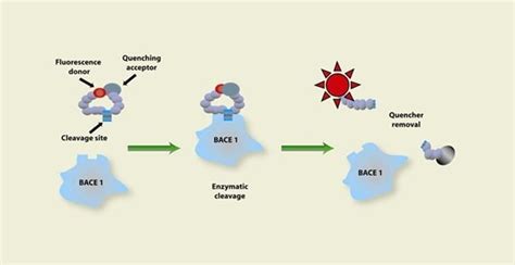Enzyme Activity Process 的图像结果