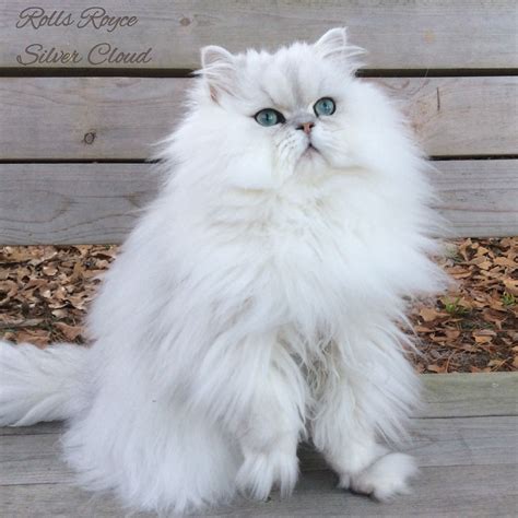 Chinchilla Persian Cat