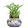 Green Fills Two Layer Lucky Bamboo Plant in Handi Shape Glass Vase with ...