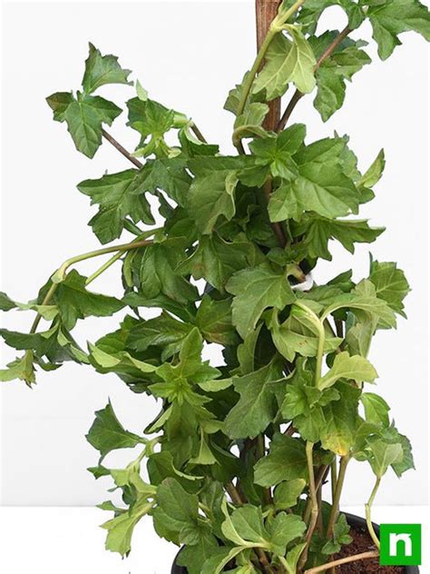 Buy Wedelia, Sphagneticola Trilobata - Plant online from Nurserylive at ...