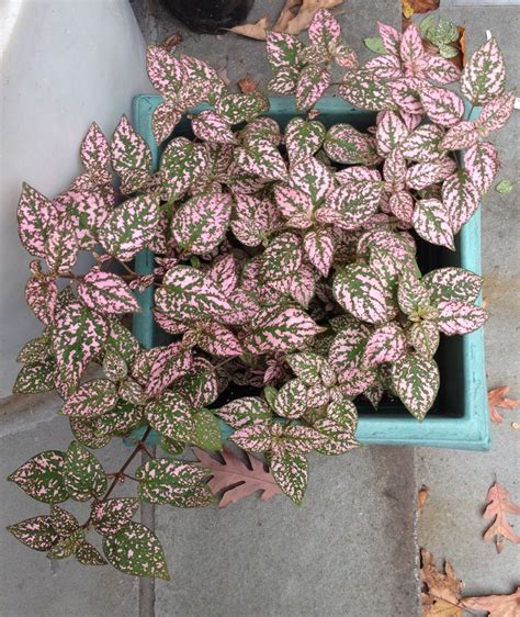Pink polka dot plant in 2025 | Pink plant, Christmas cactus plant, Safe ...