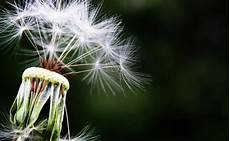 allergia alle graminacee alimenti vietati allergia alle graminacee come comportarsi a tavola allergia alle graminacee alimenti vietati allergia alle graminacee come comportarsi a tavola