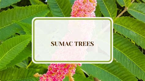 Sumac Tree Identification 的图像结果