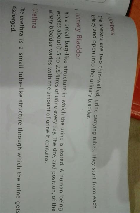 Human excretory system with its diagram - Brainly.in