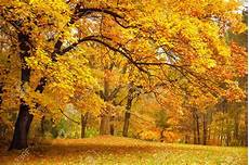 Fall Backgrounds Gold by Gold Autumn Trees Gold Autumn Trees 19901 Fall Backgrounds Gold