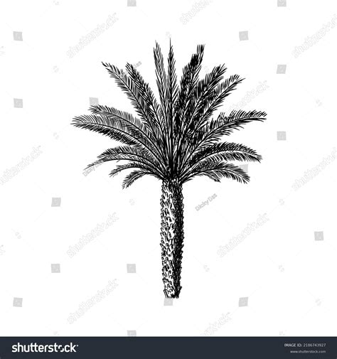 Image result for Simple Color Vector Drawing Palm Tree