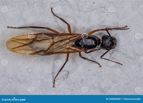 Adult Female Carpenter Queen Ant Stock Image - Image of arthropod ...