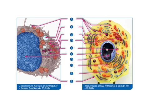 Human cell Diagram | Quizlet