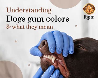 Understanding Dogs Gum Colors & What They Mean| Dogsee