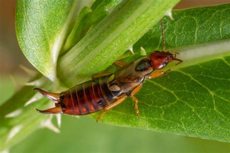 18 Facts You Need to Know About the Pincher Bug | Family Handyman