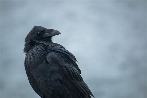 Free Images : beak, raven, american crow, crow like bird, rook, feather ...