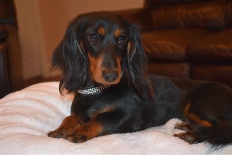 Black & Tan Miniature Dachshund | Dachshund puppy miniature, Black ...
