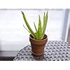 SANJU Orijinal Big Size Leaf Plant Aloe Vera Live Baby Plant Indoor and ...