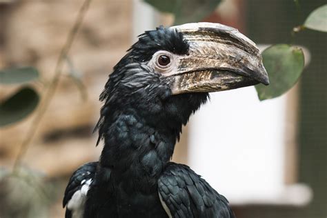 Black bird big beak macro free image download