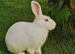 Image result for White Albino Bunny