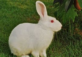 Image result for Albino Bugs Bunny
