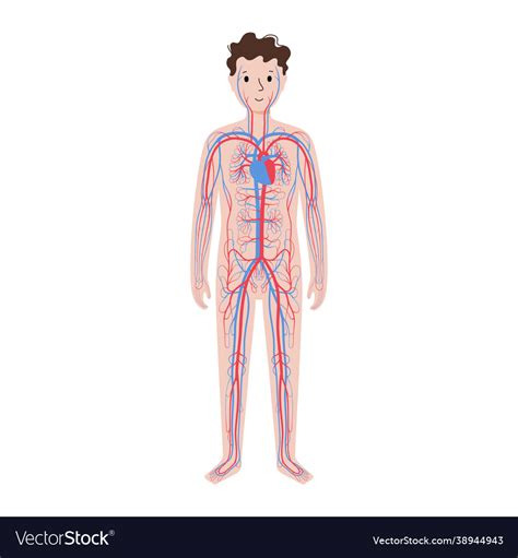 Image result for Circulatory System Drawing