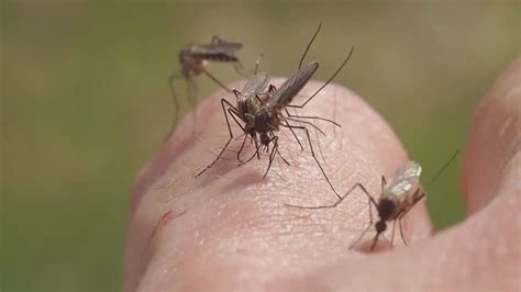What Does A West Nile Virus Mosquito Bite Look Like