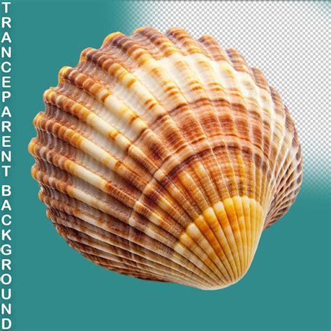 Image result for Shells without Backround