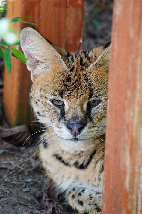 Servals: Why They Don't Make Good Pets - Carolina Tiger Rescue