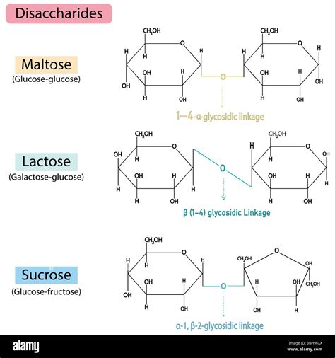 Structure Of Lactose And Fructose