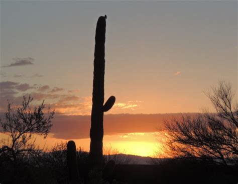 Desert Sunrise - Tucson, Arizona - My Wisconsin Space