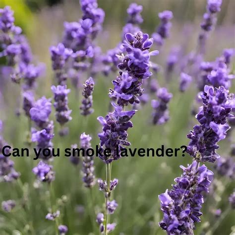 Can You Smoke Lavender? Risks, Myths & What to Know | Credihealth