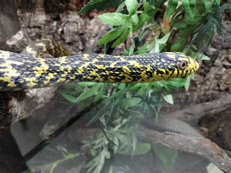High Yellow King Snake Albino Aberrant California Kingsnake (Female