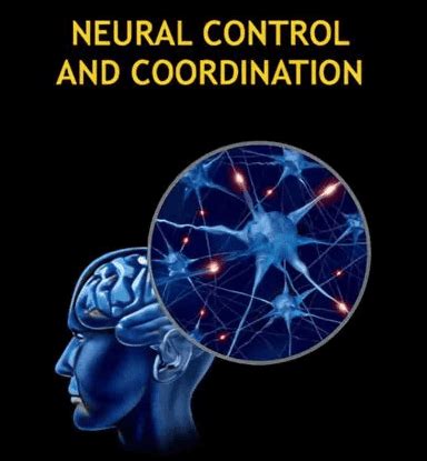 Neural Control and Coordination Chapter Notes - Biology Class 11 - NEET ...