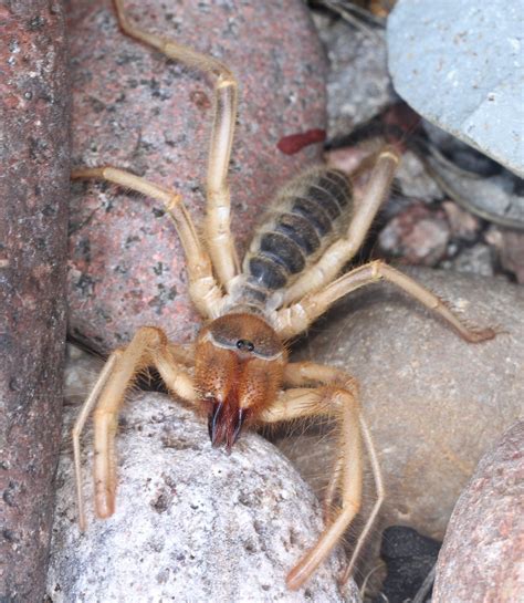 Giant Desert Spiders