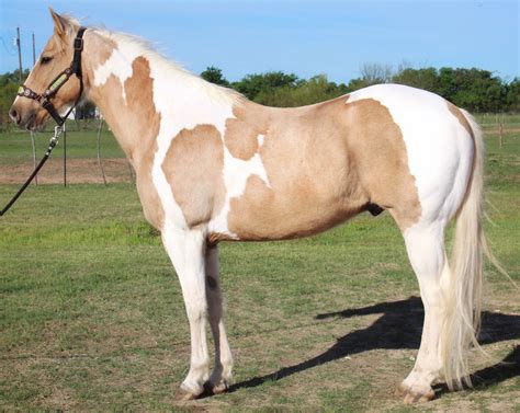 How To Paint A Palomino Horse at William Christy blog