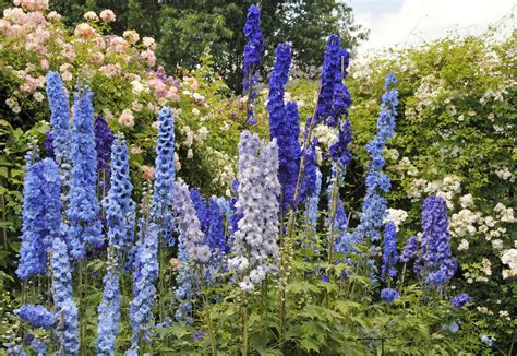 11 Shade-Loving Annuals For A Burst Of Color