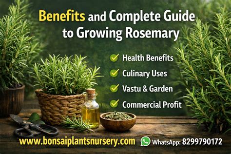 🌿 Rosemary Plant: Benefits, How to Grow, Care Tips and Complete Guide ...