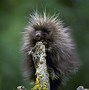 Image result for 豪猪 Crested Porcupine