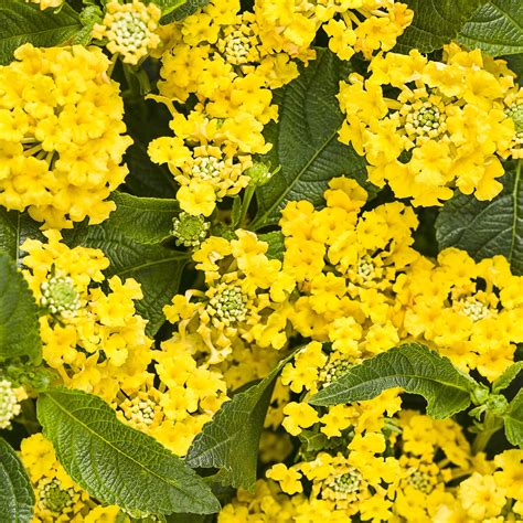 34 Types of Yellow Flowers for a Beautiful Garden | Proven Winners