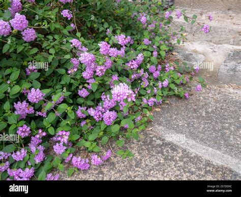 Purple trailing lantana ornamental shrub. Lantana montevidensis plant ...