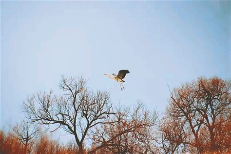 候鸟迁徙季 东滩湿地成为候鸟栖息天堂_新民印象_新民网