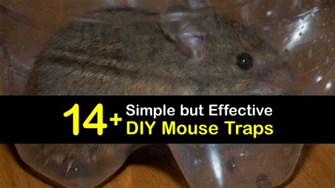 Electronic Mouse Trap Homemade 的图像结果