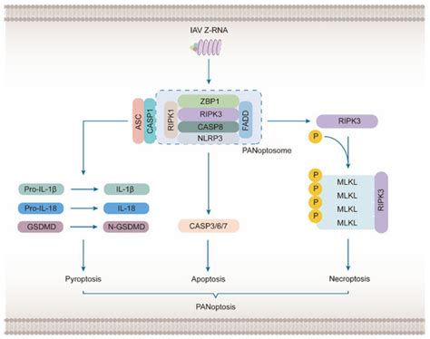 ZBP1-Mediated Necroptosis: Mechanisms and Therapeutic Implications