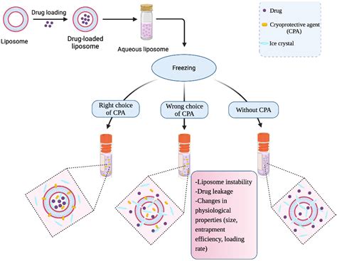 Freeze Cells Dmso at Broderick Evenson blog