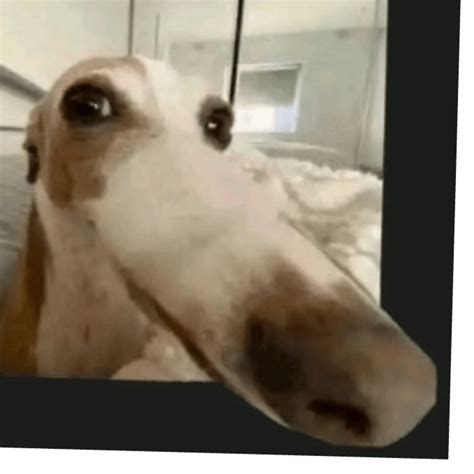 long nose dog | Dopple.ai