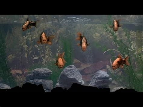 Image result for Monty Python the Meaning of Life Fish